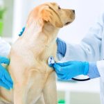 pet health
