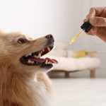 cbd pet products