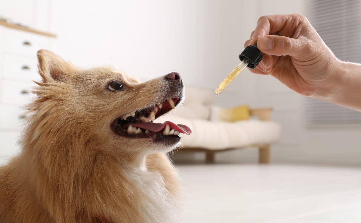 cbd pet products